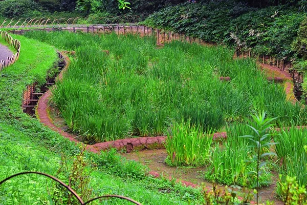 Tokyo, Japonya'da halka açık parklarda geleneksel Japon bahçeleri. Yollar ve patikalar etrafında yürüyüş taş fenerler, göller, göletler, bonsai ve yaban hayatı manzarası. Asya. 