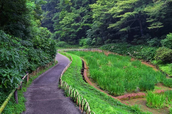 Tokyo, Japonya'da halka açık parklarda geleneksel Japon bahçeleri. Yollar ve patikalar etrafında yürüyüş taş fenerler, göller, göletler, bonsai ve yaban hayatı manzarası. Asya. 