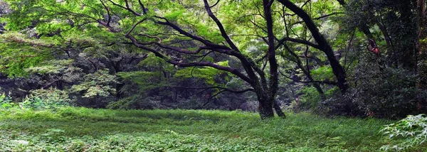 Kebun Tradisional Jepang Taman Umum Tokyo Jepang Pemandangan Lentera Batu — Stok Foto