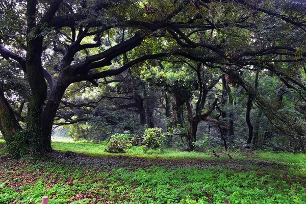 Jardins Tradicionais Japoneses Parques Públicos Tóquio Japão Vistas Lanternas Pedra — Fotografia de Stock