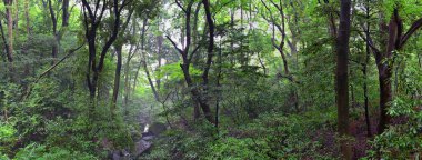Tokyo, Japonya'da halka açık parklarda geleneksel Japon bahçeleri. Yollar ve patikalar etrafında yürüyüş taş fenerler, göller, göletler, bonsai ve yaban hayatı manzarası. Asya. 