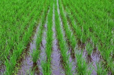 Tokyo Japonya etrafında Kırsal manzara, tren yolculuğu pirinç tarlaları, dağlar, nehirler ve tarım köyü manzarası. Asya.