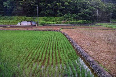Tokyo Japonya etrafında Kırsal manzara, tren yolculuğu pirinç tarlaları, dağlar, nehirler ve tarım köyü manzarası. Asya.