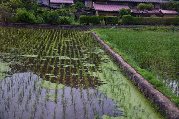 Paysage Rural Autour Tokyo Japon Vue Sur Les Rizières Les — Photo