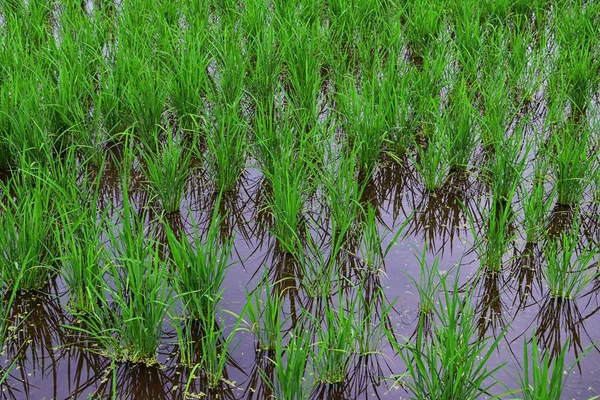 Rural Landscape Tokyo Japan Views Rice Fields Mountains Rivers Farming — Stock Photo, Image