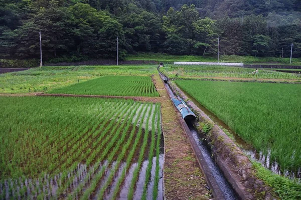 電車で水田 農村を眺め 東京周辺の田園風景 アジア — ストック写真