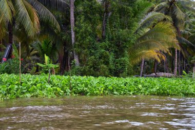 Bangkok Tayland 'ın yüzen marketi, Damnoen Saduak. Yerel satış mağazalarının, kanalların ve bitki örtüsünün tur teknesinden görüntüler. Asya.