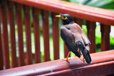 Sarı gagalı Myna Bird, Bangkok yakınlarındaki Phuket Tayland 'da siyah-kahverengi. Myna, Myna, Myna, Starling, Starling ailesi. Asya.