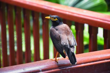 Sarı gagalı Myna Bird, Bangkok yakınlarındaki Phuket Tayland 'da siyah-kahverengi. Myna, Myna, Myna, Starling, Starling ailesi. Asya.