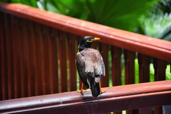 Ptak Myna Żółtym Dziobem Czarno Brązowy Phuket Tajlandia Koło Bangkoku — Zdjęcie stockowe