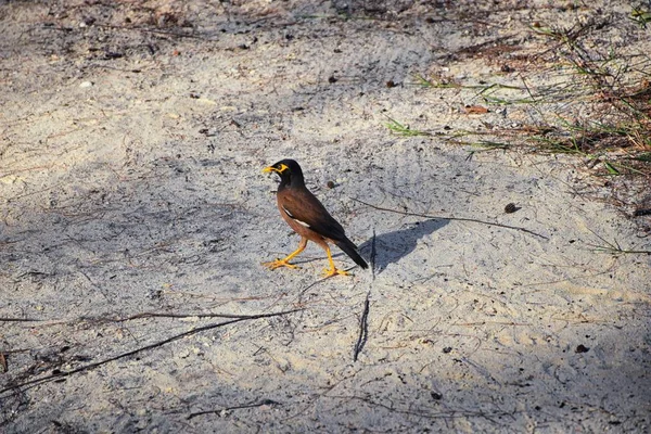 Myna Vogel Met Een Gele Snavel Zwart Bruin Phuket Thailand — Stockfoto