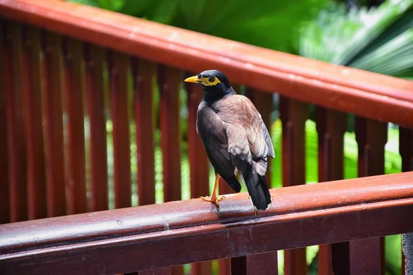 Myna Bird Žlutým Zobákem Černohnědá Phuket Thailand Poblíž Bangkoku Common — Stock fotografie