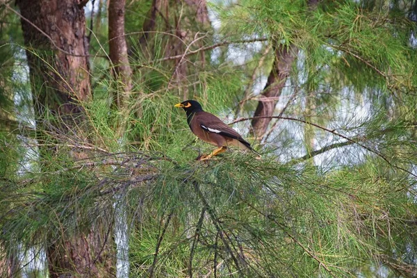 Ptak Myna Żółtym Dziobem Czarno Brązowy Phuket Tajlandia Koło Bangkoku — Zdjęcie stockowe