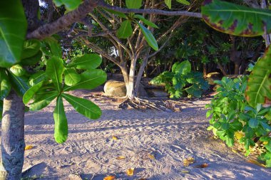 Phuket resepsiyonu, Tayland tatil köyündeki patika manzarası, Bangkok yakınlarında hiç kimsesiz fotoğraf. Asya.