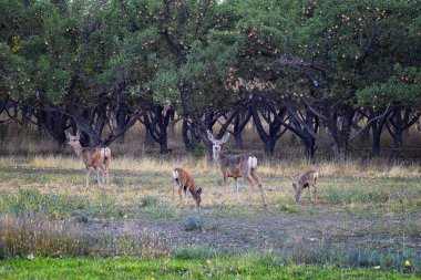 Katır Geyiği, Odocoileus hemionus, Doe ve benekli yavru geyik sabahın erken saatlerinde Wasatch Front Rocky Dağları boyunca Provo Utah ilçesinde bir elma bahçesi etrafında otluyor. ABD. 