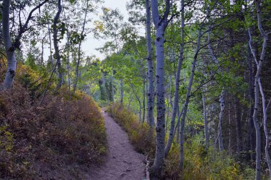 Timpanogos, Uinta Wasatch Önbellek Ulusal Ormanı 'nda, Utah Gölü' nün çevresinde, Rocky Dağları 'nda sonbaharda ağaçların arasında yürüyüş yapıyor. Midway, Heber, Provo City, Salt Lake ve Utah 'a yakın. ABD.