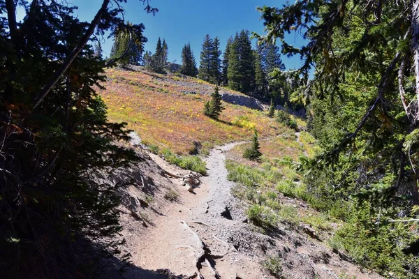 Blick Auf Den Timpanogos Wanderweg Durch Bäume Uinta Wasatch Cache — Stockfoto