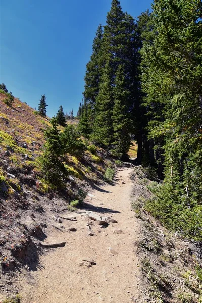 Timpanogos Hiking Trail Views Trees Uinta Wasatch Cache National Forest — Stock Photo, Image