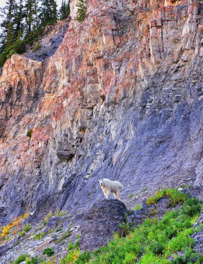 Dağ Keçisi (oreamnos americanus) beyaz, Uinta Wasatch Önbellek Ulusal Ormanı, Utah Gölü, Salt Lake, Rocky Dağları Utah County 'de Timpanogos Dağı' nda yürüyüş yapan Timpooneke yolu üzerinde tüylü. ABD.