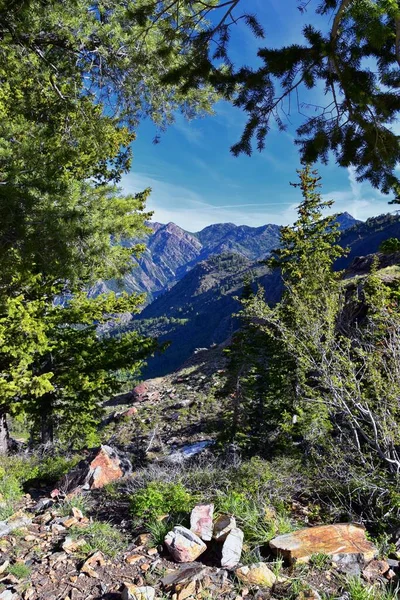 Floresta Lago Blanche Vista Para Paisagem Montanha Partir Trilha Wasatch — Fotografia de Stock