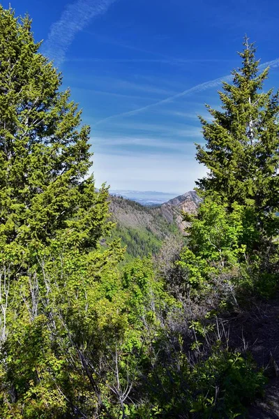 Озеро Бланш Ліс Гірські Краєвиди Стежки Wasatch Front Rocky Mountains — стокове фото