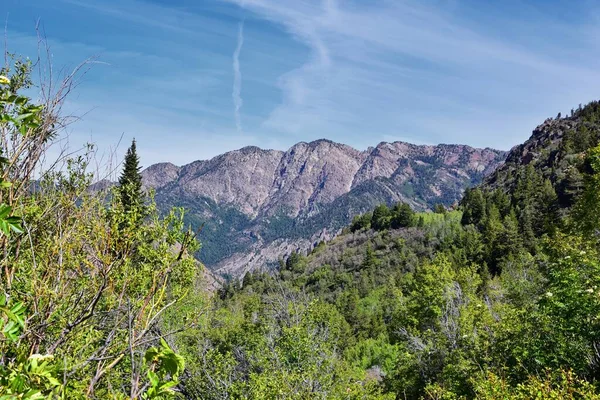 Lesní Horská Krajina Jezera Blanche Výhledem Stezky Wasatch Front Rocky — Stock fotografie