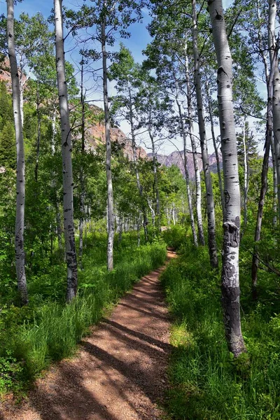 Wanderweg Zum See Blanche Wald Und Gebirge Wasatch Front Rocky — Stockfoto