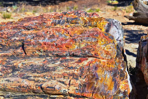Versteinertes Holz Aus Nächster Nähe Bunte Rot Orange Violett Gelb — Stockfoto