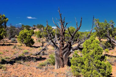 Escalante Petrified Forest State Park çevresindeki göl ve ağaçların yürüyüş alanlarını gösteriyor. Utah. Birleşik Devletler.