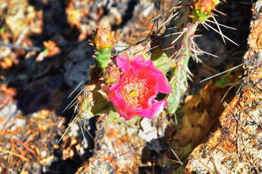 Dikenli Armut Kaktüsü Opuntia Cactaceae Escalante Utah 'ın etrafındaki çölde meyve ve pembe çiçeklerle çiçek açıyor. Birleşik Devletler.
