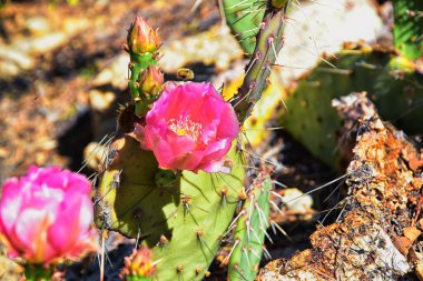 Dikenli Armut Kaktüsü Opuntia Cactaceae Escalante Utah 'ın etrafındaki çölde meyve ve pembe çiçeklerle çiçek açıyor. Birleşik Devletler.