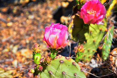 Dikenli Armut Kaktüsü Opuntia Cactaceae Escalante Utah 'ın etrafındaki çölde meyve ve pembe çiçeklerle çiçek açıyor. Birleşik Devletler.