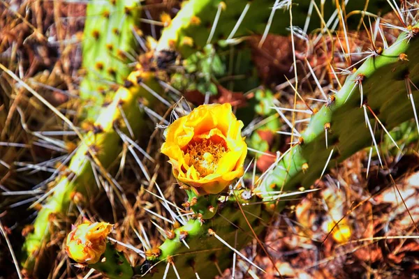 Prickly Pear Cactus Opuntia Cactaceae Fiorisce Con Frutti Fiori Gialli — Foto Stock