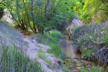Güney Utah 'taki Grand Staircase-Escalante Ulusal Anıtı' ndan Lower Calf Creek Şelalesi 'ndeki vaha orman ve at kuyruğu (Equisetum hyemale) tarlası manzarası. Birleşik Devletler.