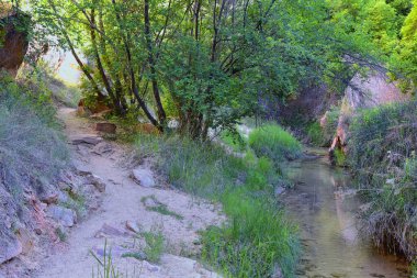 Güney Utah 'taki Grand Staircase-Escalante Ulusal Anıtı' ndan Lower Calf Creek Şelalesi 'ndeki vaha orman ve at kuyruğu (Equisetum hyemale) tarlası manzarası. Birleşik Devletler.