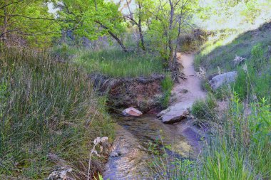 Güney Utah 'taki Grand Staircase-Escalante Ulusal Anıtı' ndan Lower Calf Creek Şelalesi 'ndeki vaha orman ve at kuyruğu (Equisetum hyemale) tarlası manzarası. Birleşik Devletler.