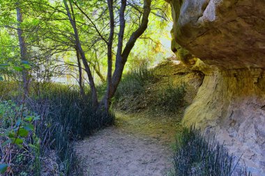 Güney Utah 'taki Grand Staircase-Escalante Ulusal Anıtı' ndan Lower Calf Creek Şelalesi 'ndeki vaha orman ve at kuyruğu (Equisetum hyemale) tarlası manzarası. Birleşik Devletler.