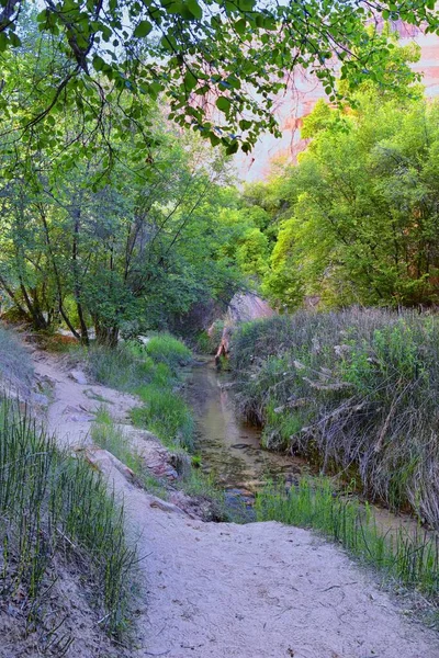 Oasis Lower Calf Creek Falls Vistas Del Campo Forest Horsetail —  Fotos de Stock