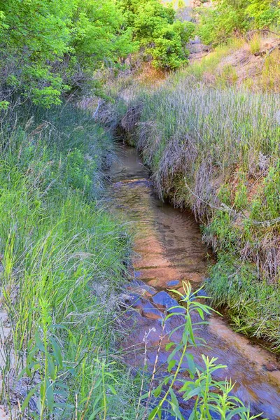 Oázis Alsó Calf Creek Falls Kilátás Erdő Lóhere Equisetum Hyemale — Stock Fotó