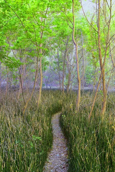 Оазис Водоспаді Нижнього Кальфа Вид Ліс Хвіст Кінного Хвоста Equisetum — стокове фото