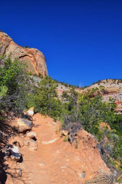 Lower Calf Creek Falls, Güney Utah 'ta Boulder ve Escalante arasındaki Grand Staircase-Escalante Ulusal Anıtı' nın yürüyüş yolundan görülmektedir. Birleşik Devletler.