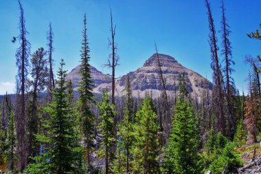 Cuberant Gölü Uinta Dağları 'ndaki Marsell Dağı ile birlikte Birleşik Devletler' in Utah, Utah eyaletindeki Lake Trailhead Gölü 'nden göletlerin, ormanların ve otlakların yürüyüş manzarası..