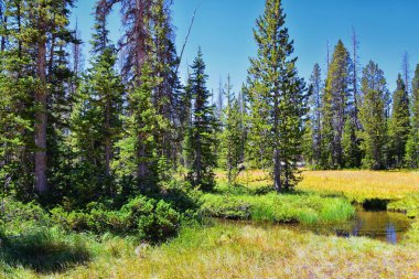Cuberant Gölü Uinta Dağları 'ndaki Kel Dağ Marsell Dağı etrafındaki göletlerin, ormanların ve otlakların yürüyüş görüntülerini Birleşik Devletler' in Utah eyaletindeki Pass Lake Trailhead kentinden alır..