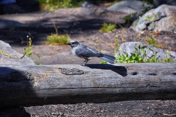 Jay Gris Perisoreus Canadensis Oiseau Répandu Dans Les Forêts Conifères — Photo