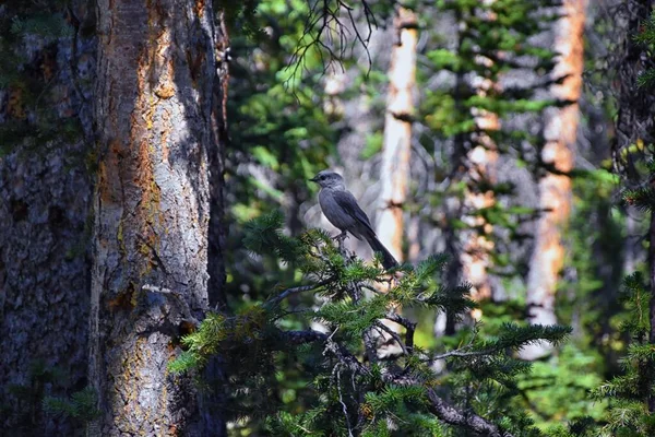 Gray Jay Perisoreus Canadensis Ptak Rozpowszechniony Borealnych Subalpejskich Lasach Iglastych — Zdjęcie stockowe