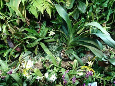 Yaratıcı bitki grafikleri afiş için harikadır. Soyut sebze arka planı. Grafiksel modern desen.