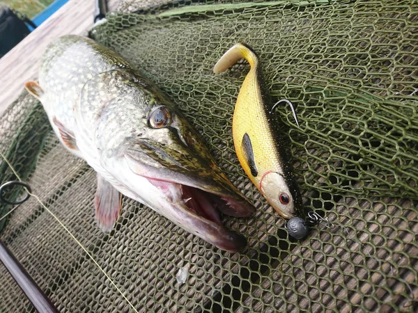 Fish Caught Lake Angler — Stock Photo, Image