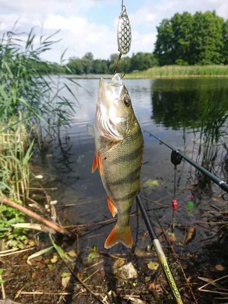 Fisk Djur Vatten Söt Natur Fiske Abborre Flod Fångst Fiske — Stockfoto