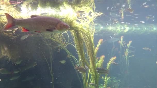 Poisson Pris Dans Lac Par Pêcheur Ligne — Video