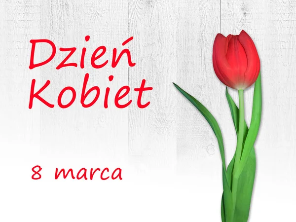 Frauentagskarte Mit Dem Polnischen Wort Tag Der Frauen Tulpenblume Auf — Stockfoto
